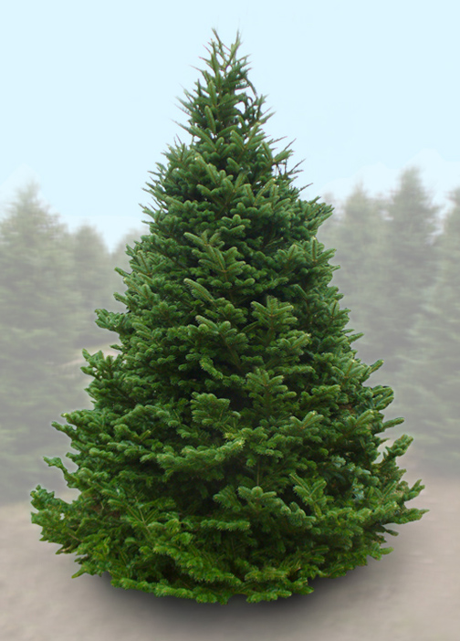 fir tree2